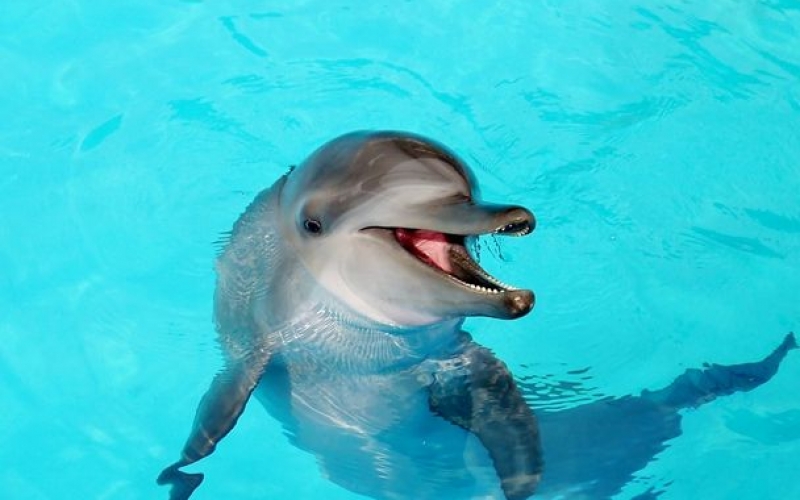 海豚戏水