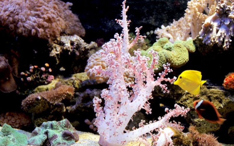 为什么珊瑚会白化
